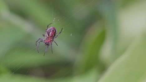 Eine-Alpaida-Versicolor-spinne,-Die-Auf-Ihrem-Netz-Sitzt