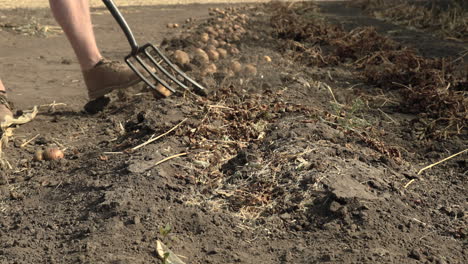 farmer digging the soil and harvesting organic potatoes during harvest season in saskatchewan, canada