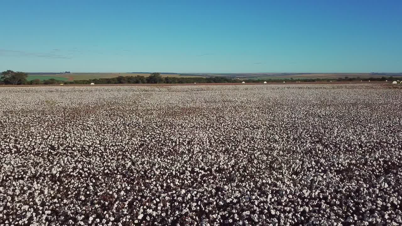 drone over the cotton fields