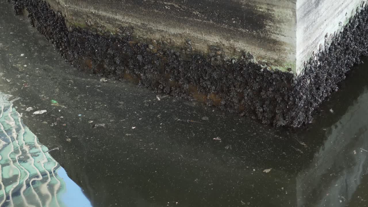 더러운 바닷물이 교각에서 따개비를 키운다