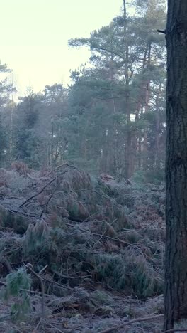 frozen forest landscape