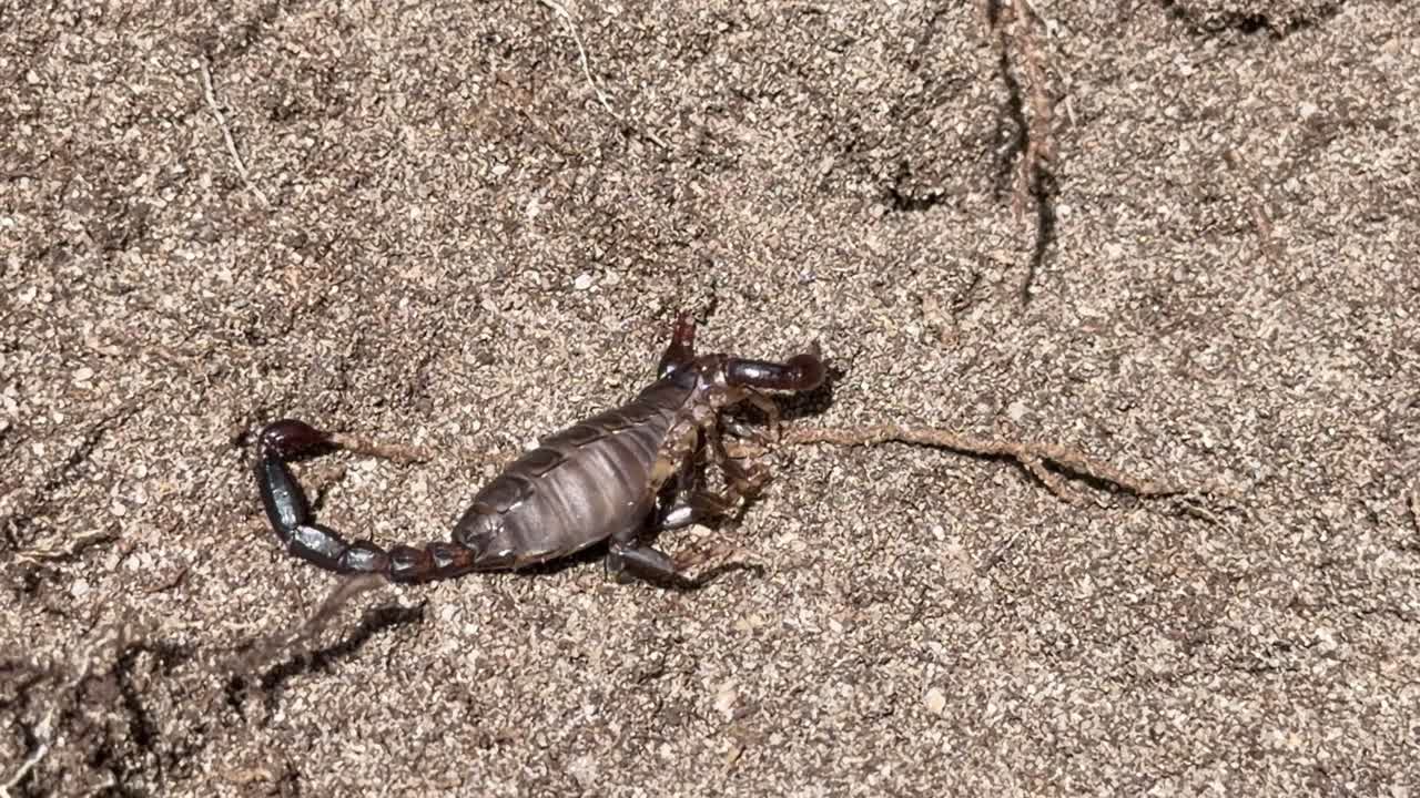 Gravid scorpion walks on sandy terrain, natural daylight, static overhead camera, detailed wildlife behavior