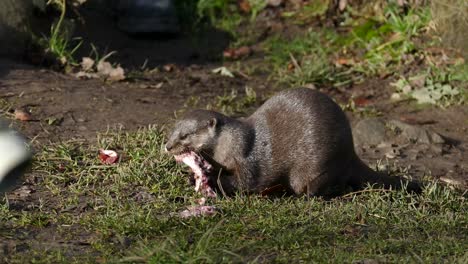 nutria hambrienta alimentándose de un pez