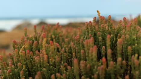 Funny-'old-man-finger'-looking-succulent-plant-swaying-in-wind-on-coastline