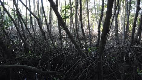 bosque de manglares cinematográfico, toma panorámica dentro de los bosques, árboles y plantas, reflejo de la luz solar, manglares en bali, indonesia