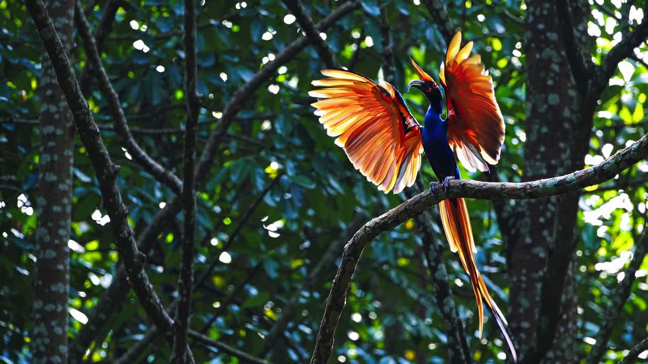 Een levendige vogel met uitgestrekte vleugels, zittend op een tak, vastgelegd vanuit een lage hoek