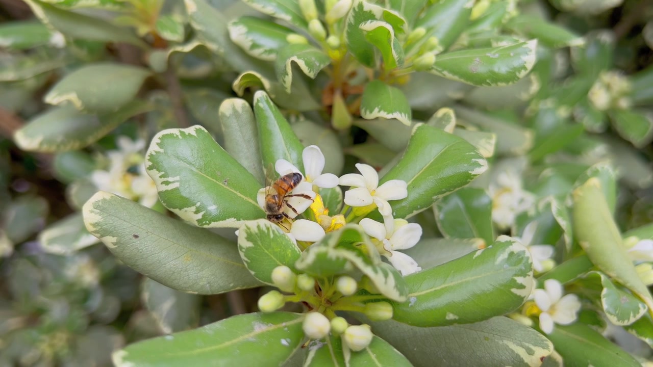Honeybee pollination close up on white flowers with green variegated leaves in natural daylight in Brazil