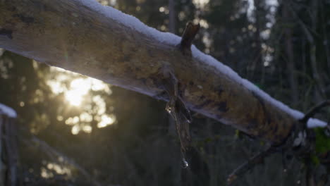 Close-up-shot-of-a-snow-covered-fallen-tree-on-a-sunny-winter-evening