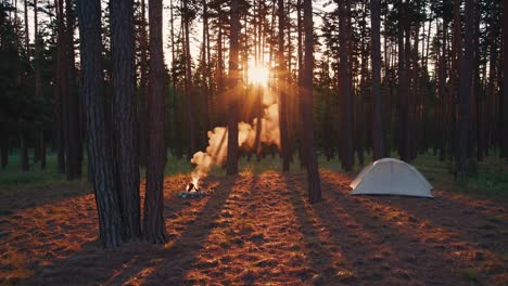 camping in the forest at sunset