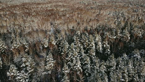 Aerial-view-on-the-forest-hills-during-winter-sunset.-Crowns-of-coniferous-trees-are-lighted-up-by-a-bright-setting-sun.