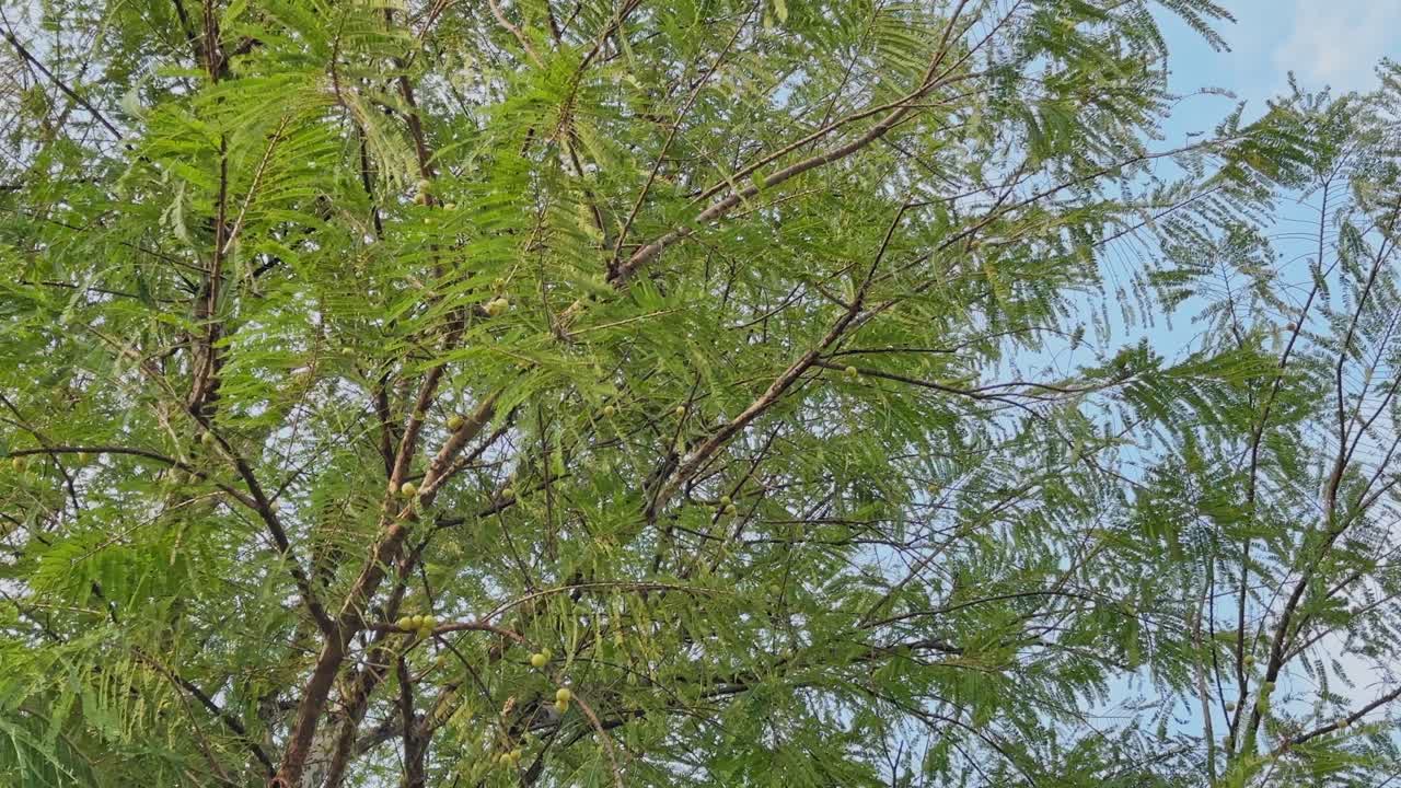 Branches of Indian Gooseberry (Phyllanthus emblica) tree with fine feathery leaves and visible green-yellow fruits under a clear blue sky, showcasing the natural beauty of this medicinal fruit plant