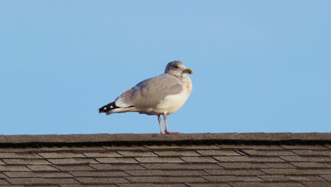 Eine-Möwe,-Die-Auf-Einem-Dach-In-Maine-Mit-Einem-Blauen-Himmel-Im-Hintergrund-Steht