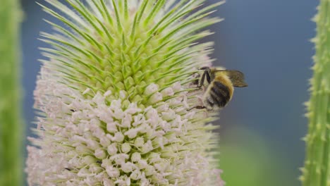 la abeja y la flor.
