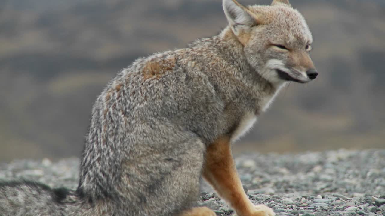 un pequeño zorro en la patagonia región de chile patagonia 1