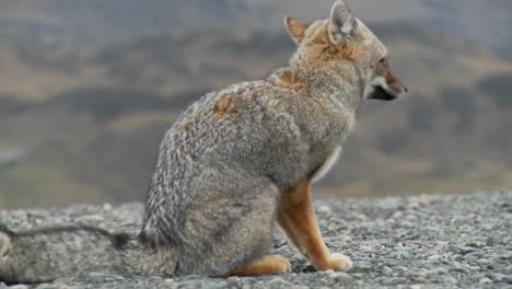 Un-Pequeño-Zorro-En-La-Región-Patagónica-De-Chile-Patagonia-1