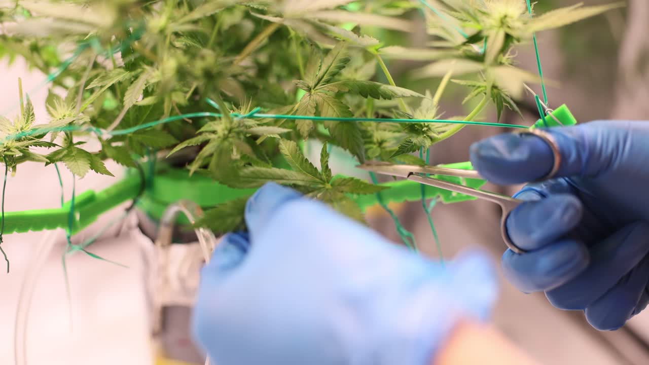 Trimming Cannabis Plant with Gloves and Scissors