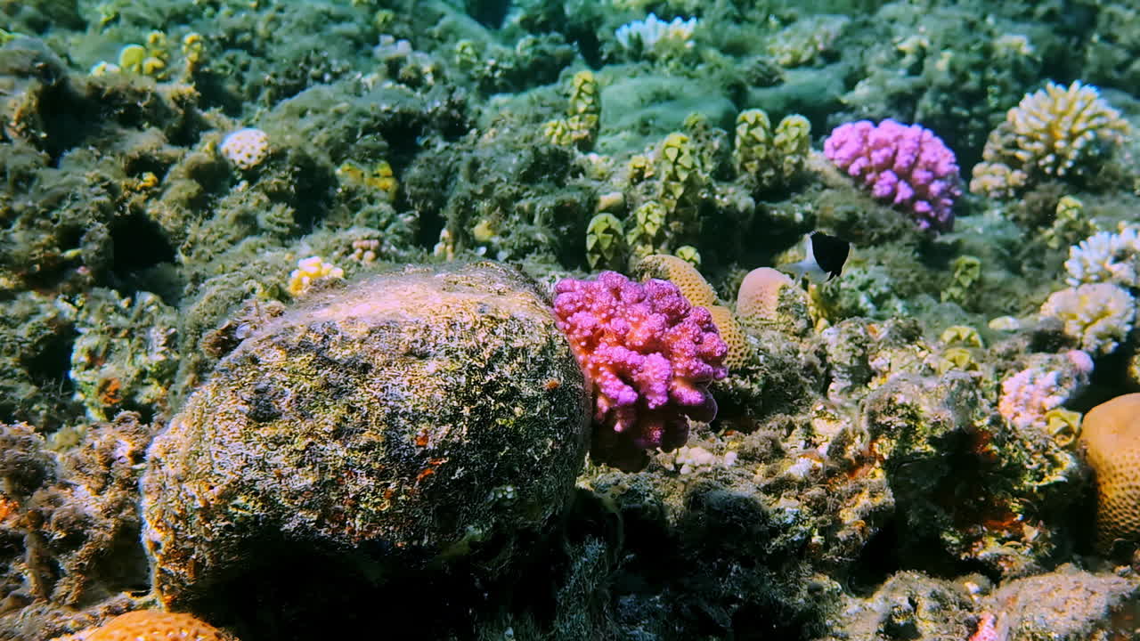 Corallo rosa vivace e vita sottomarina in una barriera corallina