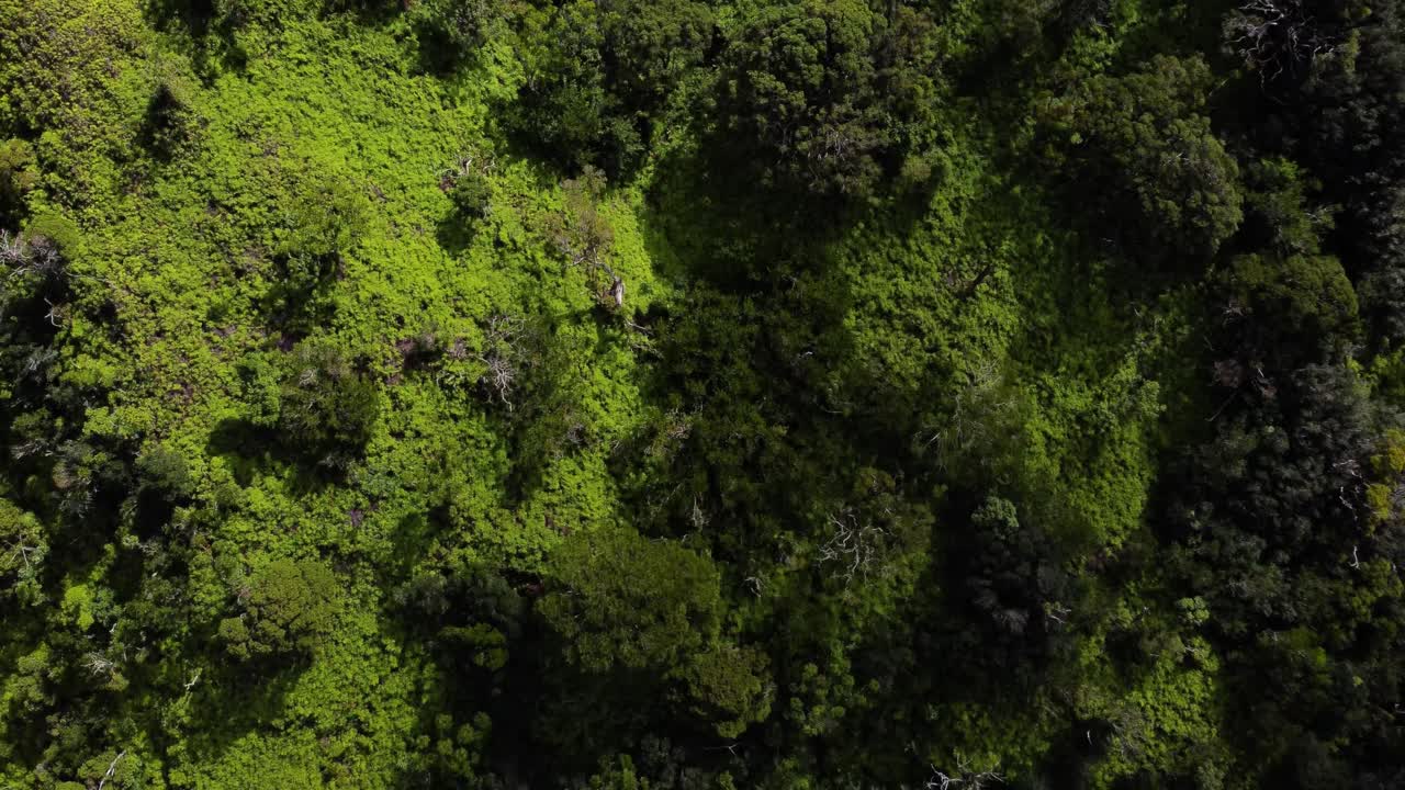 AERIAL Top Down View of the Lush Jungles and Vegetation of Oahu, Hawaii