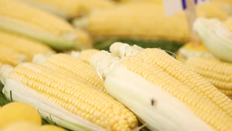 fresh corn on the cob at the market