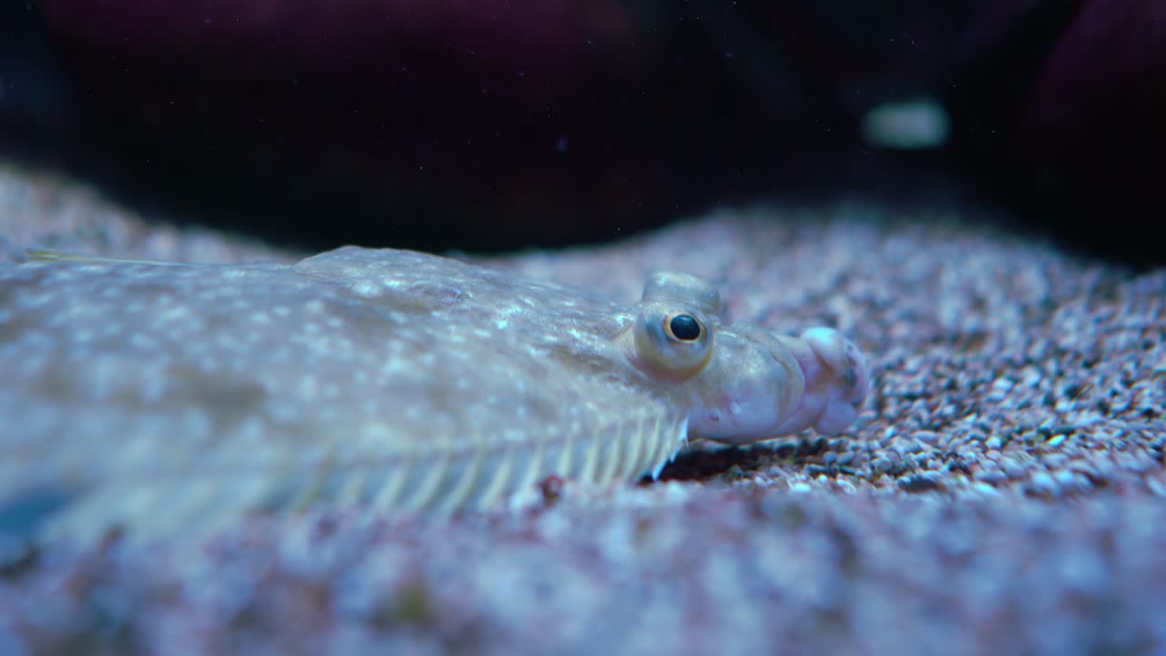 유럽 해파리 (pleuronectes platessa) 는 상업적으로 중요한 평평한 물고기입니다.