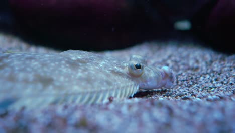 European-plaice-(Pleuronectes-platessa)-is-a-commercially-important-flatfish.