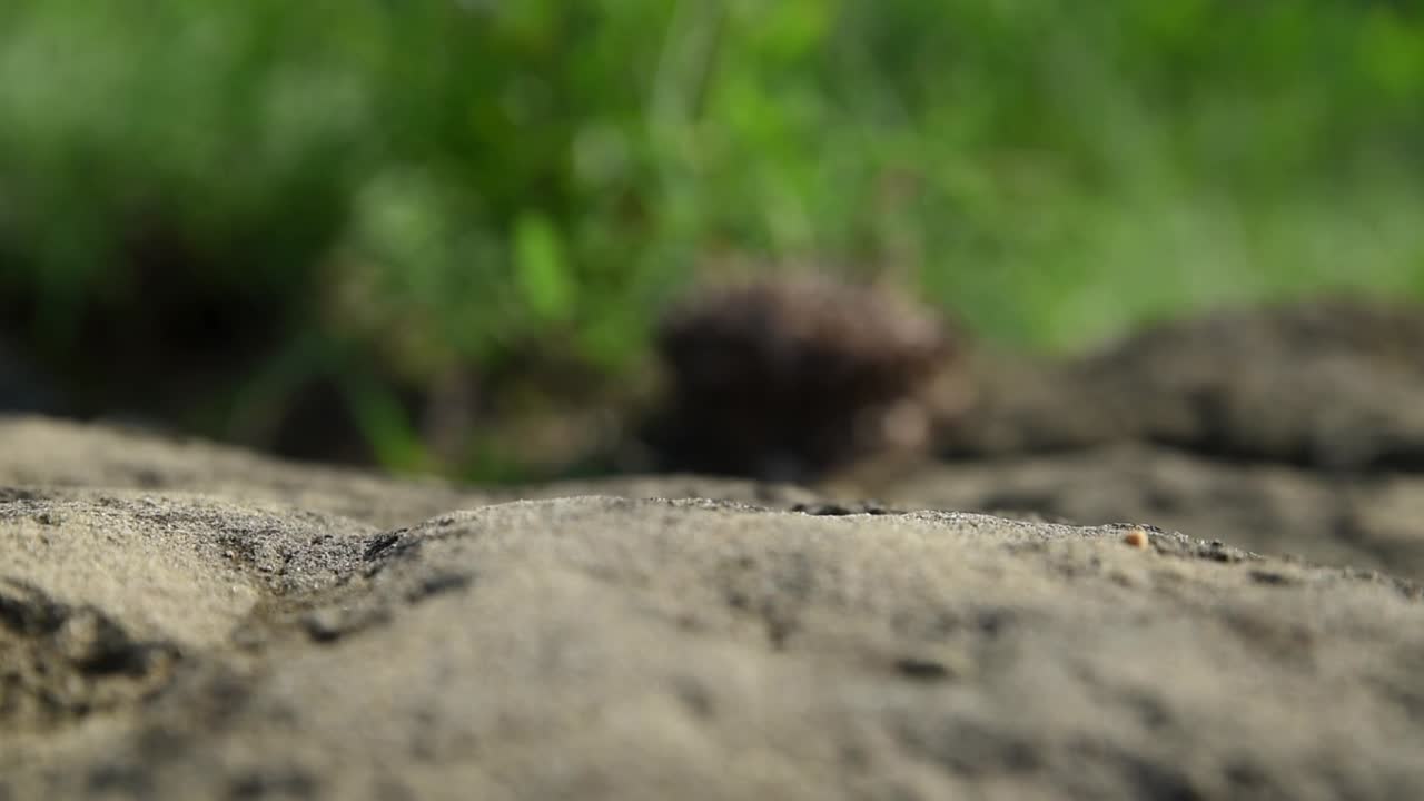 foto macro de libélula despegando y aterrizando de nuevo en la arena