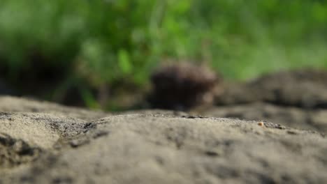 macro shot of dragonfly taking off and landing again on the sand