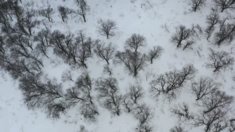 aerial top down of dead trees in winter covered in snow on mountains in japan