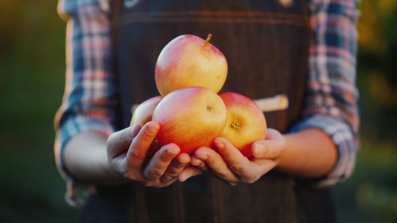 manzanas maduras de las manos de su agricultor de jardín con varias manzanas rojas