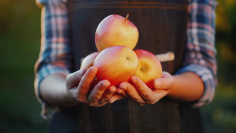 ripe apples from his garden farmer's hands with several red apples