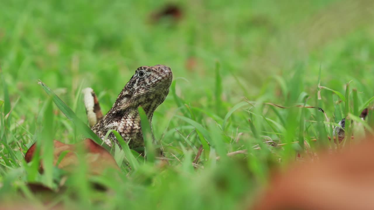 lagarto de cola rizada del norte en la hierba, cuba
