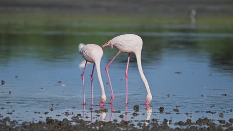 Slow-Motion-Flamingos-in-Ngorongoro-in-Tanzania-at-Ndutu-Lake-in-Africa-in-Ngorongoro-Conservation-Area-in-Ndutu-National-Park-on-African-Animals-Wildlife-Safari,-Pink-Flamingo-Feeding-in-the-Water