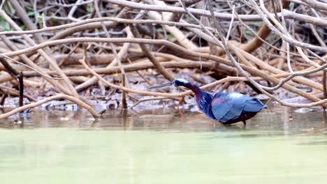 Agami-heron-hunting-in-the-pond