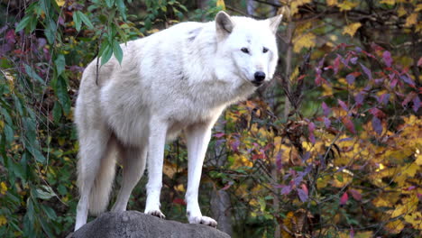 a southern rocky mountain gray wolf stands on top of a boulder, pants and looks at her surroundings