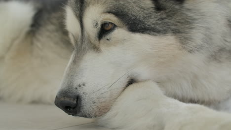 side close up of an alaskan malamute with intense brown eyes