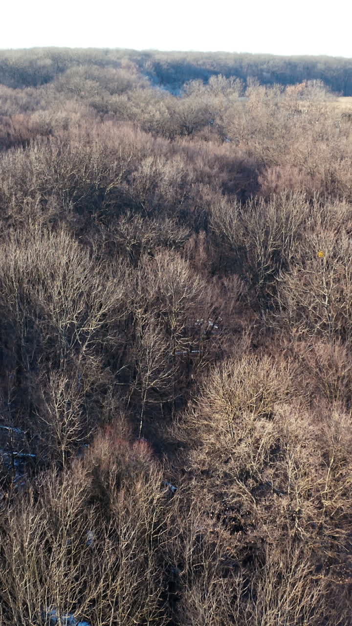 Scenic view on the brown forest. Aerial view on landscape of the trees without leaves in the countryside. Flying over the wood in winter. Vertical video