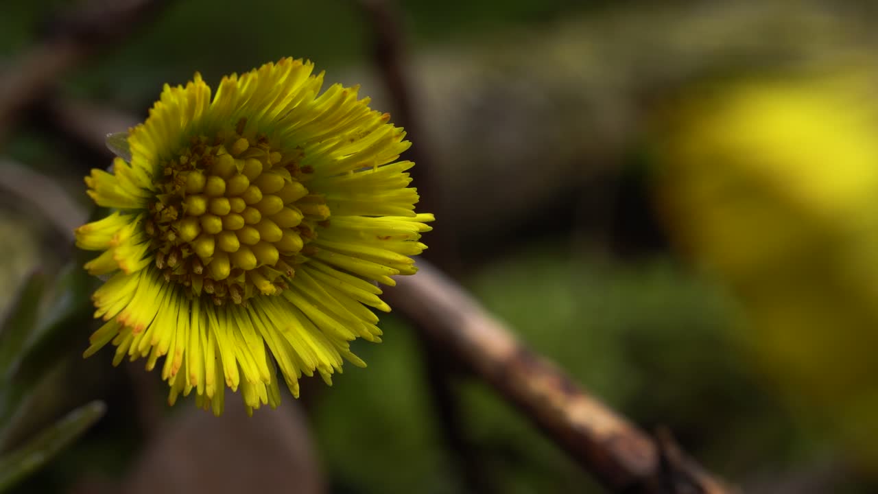 flor amarilla brillante de coltsfoot, planta común que crece en pantanos, tierras baldías, a lo largo de los caminos