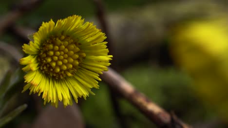 bright yellow flower of coltsfoot , common plant growing in swamps, wastelands, along roadsides