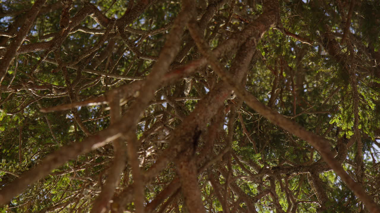 Lush Green Tree Dense Canopy With Intricate Branches. Close-up Shot