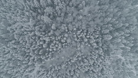 Antena-De-Arriba-Hacia-Abajo-Del-Bosque-De-Abetos-Nevados-Durante-El-Día-De-Invierno---Tiro-Descendente-Lento-Que-Muestra-El-Patrón-De-Naturaleza-Idílica-De-Las-Copas-De-Los-árboles-Helados-En-El-Desierto