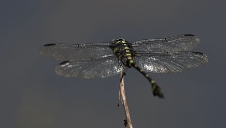 the common flangetail dragonfly is commonly seen in thailand and asia