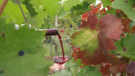 pouring red wine in slow motion at vineyards vine grape in langhe, piedmont