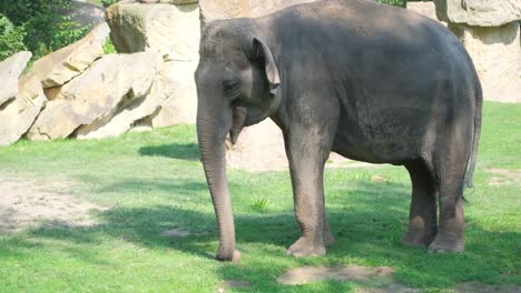 old elephant living with his family