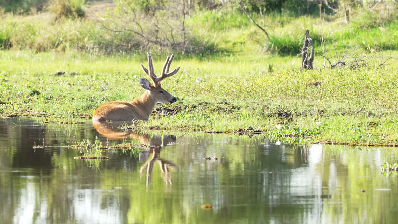 Beautiful landscape scenery with a wild and mystical marsh deer, blastocerus dichotomus resting peacefully in the ibera wetland with picturesque reflections on the water surface