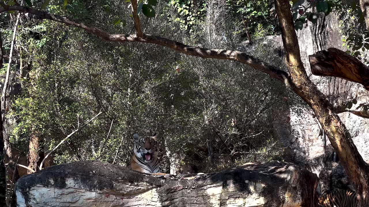 un tigre descansando en un recinto exuberante y boscoso