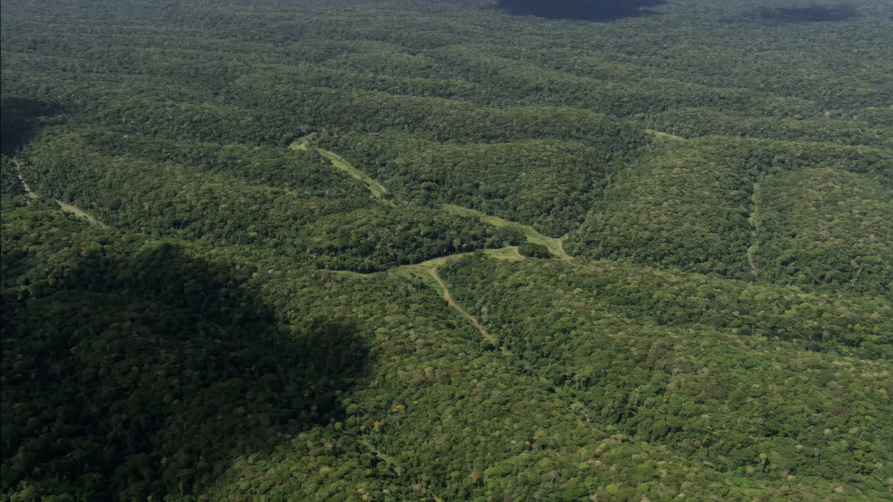 vista aérea de un denso bosque