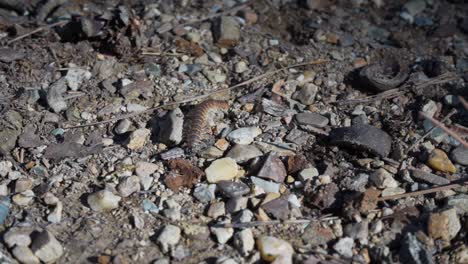 centipede crawling among gravel and dirt