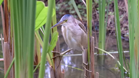 a beautiful yellow bittern bird clinging to lush, green freshwater plants, reedbeds, over water - close up