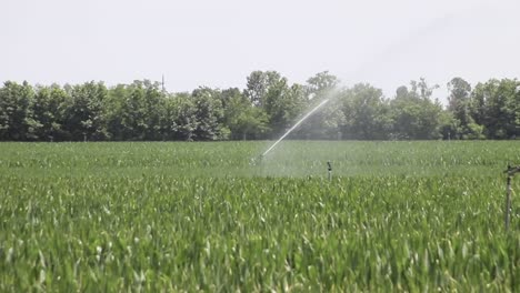 riego de campos con plantas agrícolas