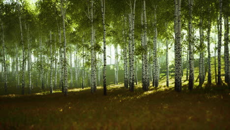 amanecer o atardecer en un bosque de abedul de primavera con rayos de sol brillando